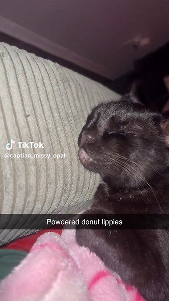 Powdered donut kitty #fyp #catsoftiktok #cattok #donuts