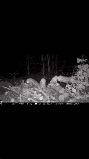 Finally a glimpse of Justin! He is the laziest beaver ever and taking the branches cut off the tree he chomped down! #SelfCateringScotland #NatureEscape #UniqueStaysScotland #scottishwildlife #LochendLife #LochendChalets #lakeofmenteith #scottishbeavers #scottishbeavertrial #ReconnectOutdoors #WoodlandEscape #NatureRetreat #OutdoorLiving | Lochend Chalets