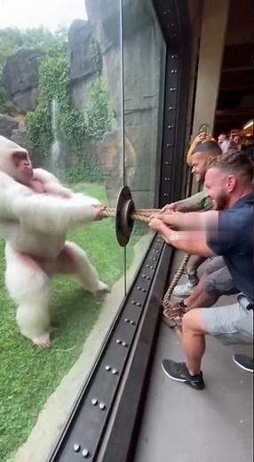 Gorilla vs Men in an Epic Tug of War