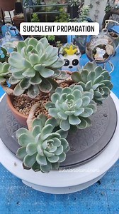 556K views · 7.2K reactions | Join me in propagating succulents and...