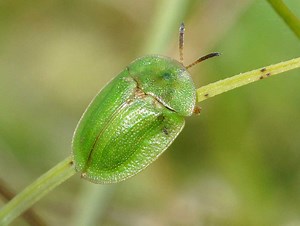 Tortoise Beetle - Learn About Nature