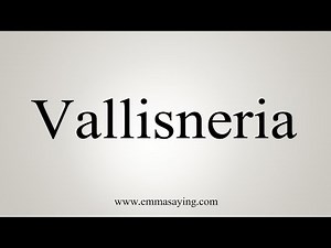 How To Say Vallisneria