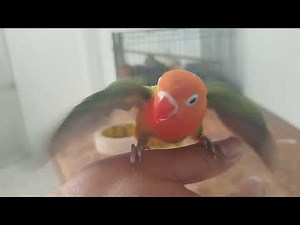 Training 101 Lovebirds – A Beginner’s Guide to Bonding & Behavior