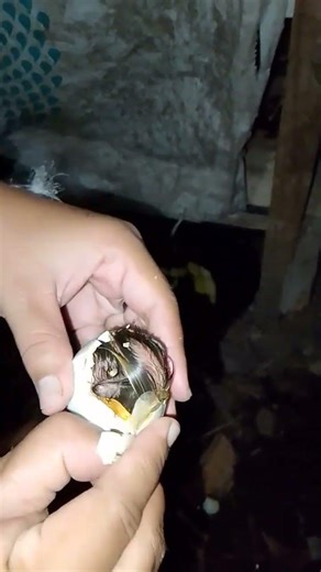 Amazing Duck Egg Hatching Moment! Breaking Out of the Shell 🐣🦆🥰