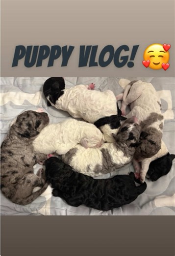 Watch me go through all of the emotions as my dog gives birth!! #puppy #puppyvlog #puppybirth #dogs #dogsoftiktok #puppiesoftiktok #doodle #doodles #doodlepuppy #doodlepuppies #doodlesoftiktok