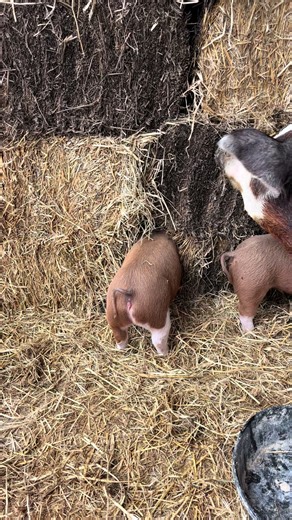 Exploring Homestead Life with Hogs on the Farm
