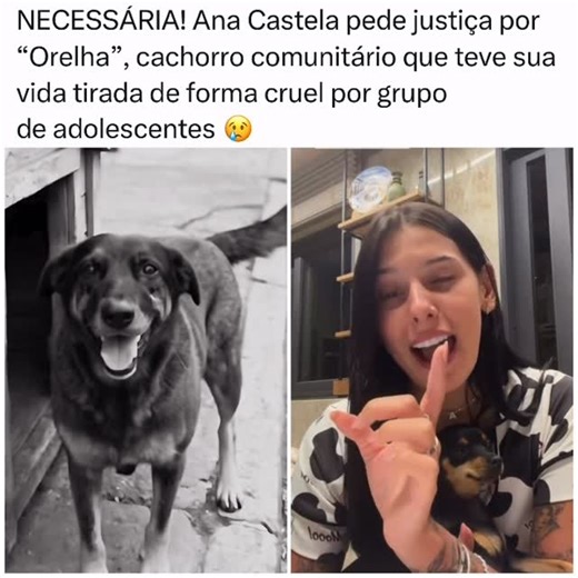 Central da Fama on Instagram: "Ana Castela publicou um vídeo indignada com a morte do cachorro Orelha. Segundo informações, três adolescentes espancar*m o cão que vivia em Florianópolis, Santa Catarina. Devido à violência extrema, o animal passou pela eutanásia. Além disso, ela se solidarizou com todos os animais que já sofreram algum tipo de violência. Além de conviver com os moradores, Orelha também interagia com outros cães do bairro. A empresária Antônia Souza, tutora da cadela Cristal, expl