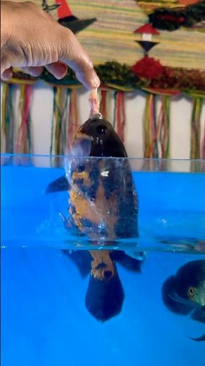 Oscar Fish Goes Crazy for Chicken Liver! 😱🐟