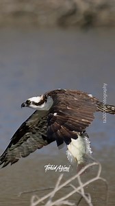 11K views · 342 reactions | Osprey in flight with a freshly caught fish . #osprey #inflight #birdsofprey #facebookreels | Tohid Azimi | Facebook