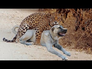 Turkish Kangal Vs Jaguar - Jaguar Vs Sivas Kangal Köpekleri #kangal #jaguar #pitbull