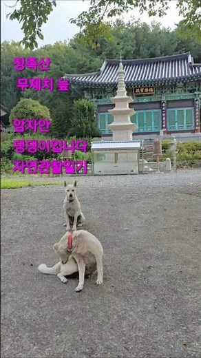 범어사 #정족산무제치늪의아름다운자연을관찰하는일기를쓰며하루를시작했어요. ⛰️ 푸르른 #정족산무제치늪 #자연관찰 #댕댕이 #힐링