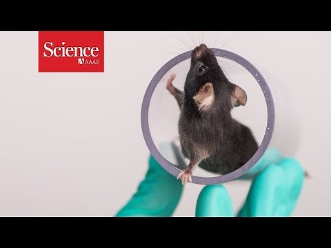 Are happy lab animals better for science?
