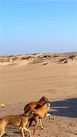 Dog vs Rabbit Hunting | Insane Speed Chase in the Wild 🐕🐇#shorts #hunting #wildlife #jungle #dog