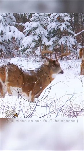 Where To Shoot a Deer With a Gun |Hunting Tips#shorts#saskatchewan#deerhunting#hunting