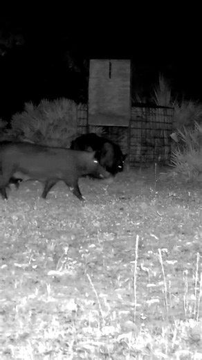 This is what happens when wild hogs destroy private property #hunting #outdoors #hogs #wildhogs #huntingseason #wildanimals #deliciousfood #trapping | Stompin Dirt