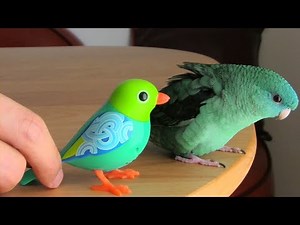 Digi Birds Japan version with Lineolated Parakeet Wasabi