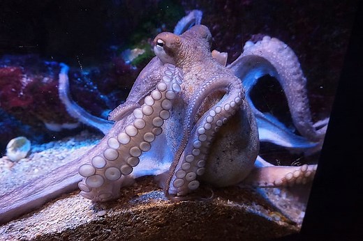 623 Cute and Funny Squid Names - Animal Hype