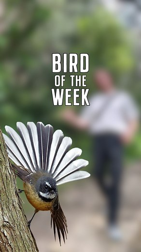 ✨ Bird of the Week✨ Celebrating one of New Zealand’s most charming natives, the Fantail 🪭 With its fanned tail, curious personality, and endless energy, this little bird flits through gardens and forests like a bundle of joy. It’s no wonder they’re beloved across Aotearoa! 🌿✨ Our pal @andyjohnston.wildlife sharing all the delightful facts about this cheeky little feathered friend! Stay tuned for more incredible birds each week, which feathered friend will capture your heart next? 🧡 | Metalbir