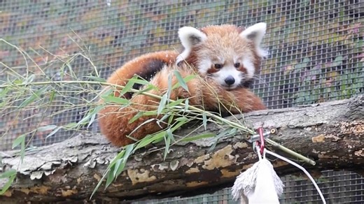 Video. Red panda cubs see snow for the first time at a US zoo
