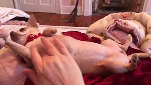 147 reactions · 16 shares | Skin Soother is an AMAZING, pup approved, organic healing balm!! Used commonly for:  Wounds, cuts, scrapes, burns  Acne, rashes, skin irritations  Hot spots, yeast & fungal infections  Allergy symptoms  Scars & more! | Natural Dog Company | Facebook