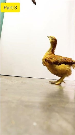 Chick vs Cockroach Part 3 | Funny Fail Moment 😂 #shorts #animals
