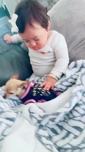 11K views · 592 reactions | So cute 殺 #babygirl #cutebaby #chihuahuahuas #doglover #catlover #pets #cuteanimals #cutevideo #funfun #adorable #fyp | The chihuahua family | Facebook