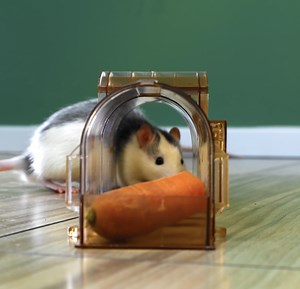 Don’t bug yourself anymore! Pest control gadgets for emergency moments! | 5-Minute Crafts UK