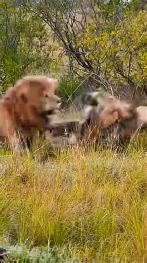 Lion Vs Lion..3 big male lions fighting with each other.#lion #animals #wildlife #ytshorts #nature