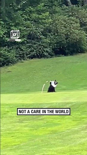 Bear cubs play capture the flag on golf course ⛳️🐻 🎥: Arden Botha via ViralHog