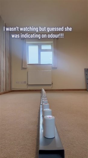 Understanding Dog Scent Work Techniques