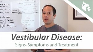 What is Meant by Vestibular Disease in Dogs and Cats? https://youtu.be/v5MEn7uR_70 | Southeast Veterinary Neurology