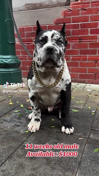 Adopt a Black Spotted Mastiff Puppy Today!