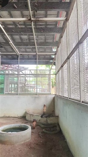 Selamat Meyambut Puasa: Duit Raya dan King Cobra