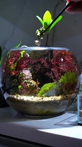 7.5K views · 43 reactions | Planting a mini underwater tree!  This cute little Halimeda found its new home in the macroalgae bowl—planted right in the substrate where it thrives. ✨ Learn more:https://bit.ly/3BB6zVr vid and caption by @tigahboy.h2o | Hygger Aquarium | Facebook