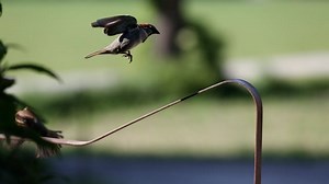 Free video - Bird Watching, Plumage, Songbird