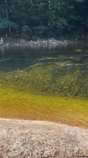 Pollywogs in the White Mountains, NH