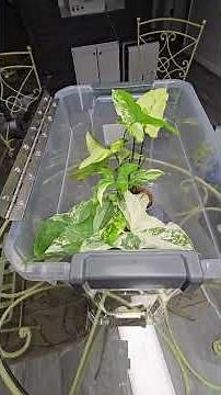 Creating an Affordable and Functional Terrarium #terrariumplants #terrariumideas #plants