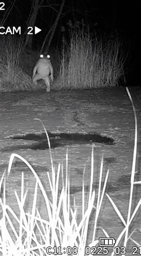 LOVELAND FROGMAN Caught on Camera? Obese Loveland Frogman Footage from a Night Trail Cam