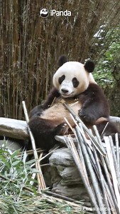 10K views · 1.8K reactions | Don’t be surprised! This is just the first round of my buffet routine! #HiPanda #CCRCGP #PandaMoment | iPanda | Facebook