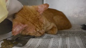 MONEY - ID #A188885 (**Vetted at CACC**) (Tested negative for FIV/FeLV/HW, Woods Lamp negative) Cage # 2 Male (neutered) / 2 years Owner Surrender Intake / out date: 9/5/18 PHOTO:https://www.facebook.com/CaccCatsTransferTeam/photos/a.850012801709217/1980333555343797/?type=3&theater Money's owner had him picked up in the field for some unknown reason. He seems to be suffering from some kind of skin infection or allergy, which is being treated with meds. Though he was a little scared at first, he 