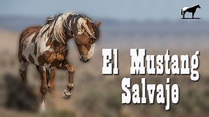 Mustang Salvajes ¿De Que Razas Se Formo? (Líneas De Caballos Mustang) | De Caballos