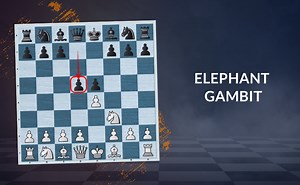 Elephant Gambit | The Refutation