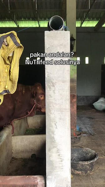 NuTrifeed.idn on TikTok