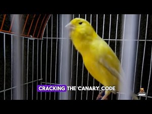 Canary Care: Avoid This Common Mistake!