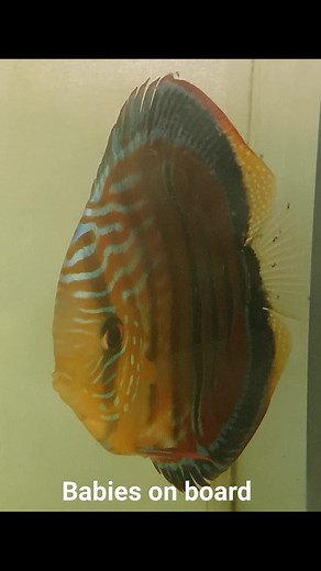 2K views · 16 reactions | Discus JDL on Reels | Facebook