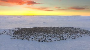 Reindeer migration in Norway