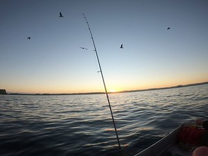 21 reactions · 4 comments | Our first charters head back out tomorrow after 61 days and we’re just a little bit excited!! Good luck if you too are dropping a line! | Ultimate Charters New Zealand | Facebook