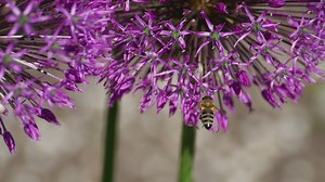 Bee flying with flowers - Free Stock Video