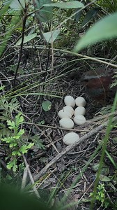 8.5K views · 91 reactions | Chinese bamboo partridge birds | Review Birds News | Facebook