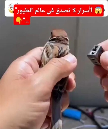 : "مشاهد لا تصدق! لن تصدق كيف تعيش الطيور حياتها الخفية 😱 سبحان الله #Shorts"